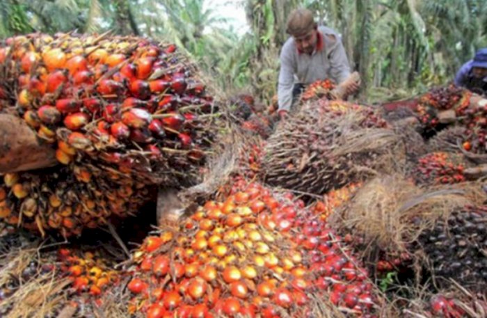 Harga CPO di Jambi Turun Menjadi Rp5.873 Per Kilogram