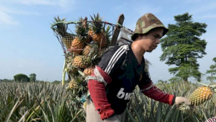 Pondok Nanas di setiap Rumah Warga Tangkit Baru Jadi Perhatian