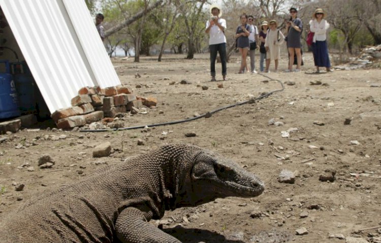 NTT Final Tutup Pulau Komodo Tahun 2020