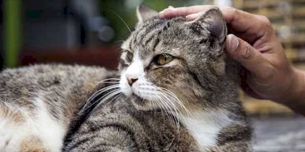 GILA!! Pria Makan Kucing Hidup-Hidup