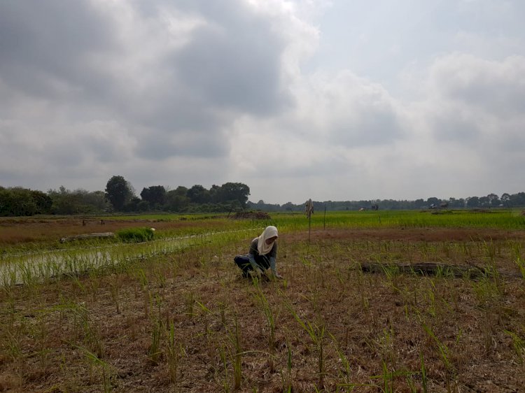 Kekeringan, 2.000 Hektar Sawah di Marosebo Terancam Gagal Panen