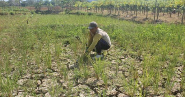 Kemarau Panjang, Petani Pasang Surut Tanjabbar Menunda Tanam Padi