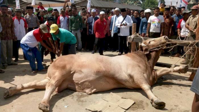 Pemkot Jambi Buat Edaran Dilarang Gunakan Plastik untuk Daging Kurban