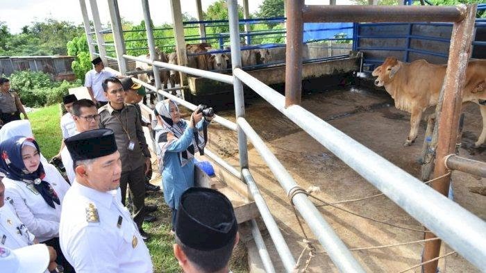 Spektakuler, Pemkot Jambi Sembelih 163 Hewan Qurban