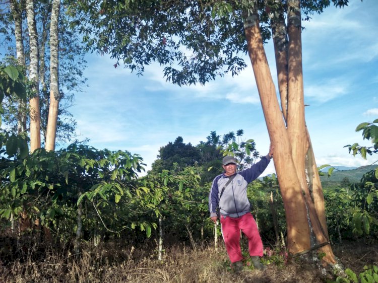 Pencuri Kupas Kulit Manis di Kebun Buat Resah Warga Jangkat