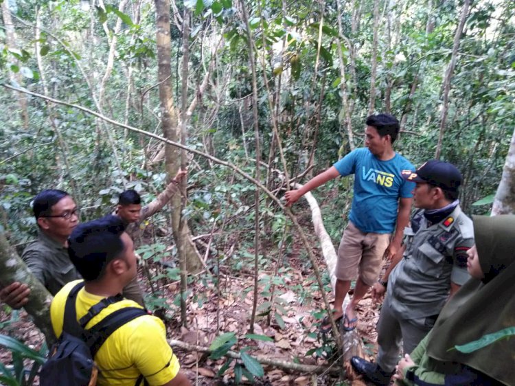 BKSDA Temukan Jejak Harimau di Muara Siau Merangin Ukuran Besar
