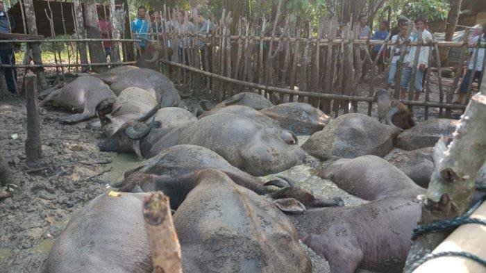 Pengembala dan 21 Ekor Kerbau Tewas Disambar Petir