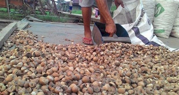 Musim Trek, Petani Pinang Tanjabbar Mulai Menjerit