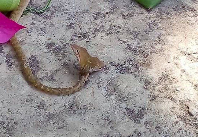 Ular Kepala Dua yang Bikin Heboh di Bali