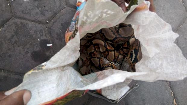 NGERI! Asrama Papua di Surabaya Dilempari Karung Berisi Ular Piton