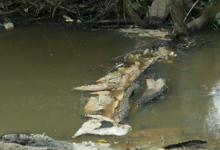 Ribuan Ikan Tapah di Sungai Kandang Mati, Apa Penyebabnya?