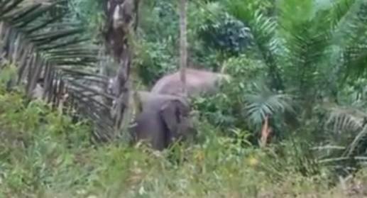 BKSDA Kembalikan Tiga Ekor Gajah Resahkan Warga ke Habitat