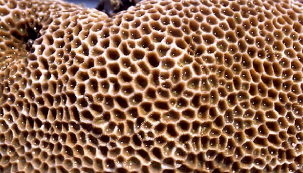 iPhone 11 Membuat Penderita Trypophobia Menjadi Takut, Penyakit Apa Itu?