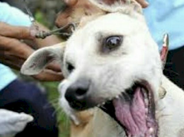 Yogyakarta Buatkan Aturan Larangan Makan Daging Anjing