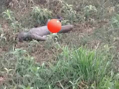 BREAKING NEWS!! Heboh Penemuan Mayat Tanpa Busana di Kumpeh Ulu Muarojambi