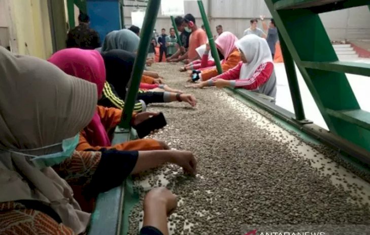 Tidak Organik Lagi, Kopi Gayo Ditolak Pembeli Eropa!