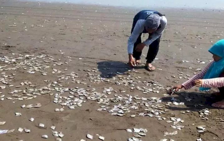 Begini Kata DLH Cilacap Soal Kematian Ribuan Ikan di Pantai Cemoro