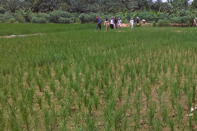 Dampak Kemarau Panjang, Puluhan Hektar Padi Sawah Gagal Panen