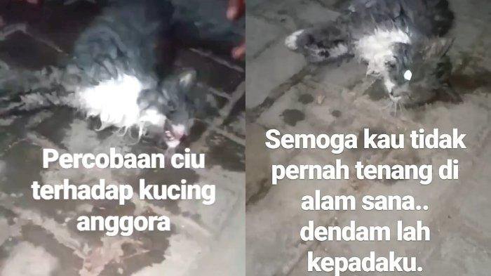 Biadab!! Video Kucing Dicekoki Miras, Kejang-kejang hingga Mati