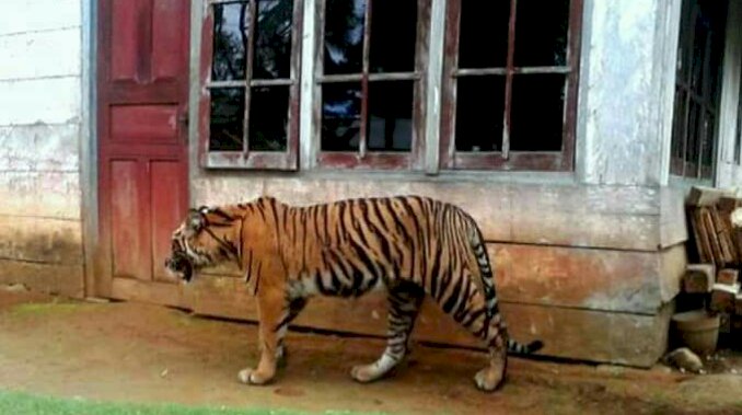 NGERII! Tiga Harimau Berkeliaran di Desa Ibru Mestong Jambi