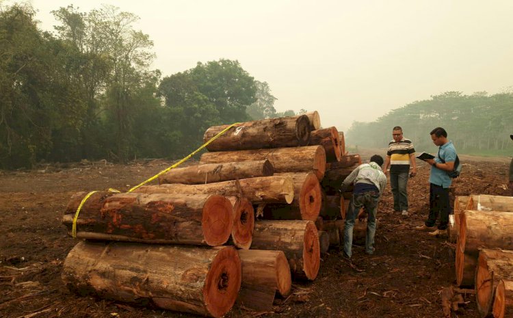 BREAKING NEWS!! Belasan Kubik Kayu Tanpa Dokumen Diamankan Polres Muarojambi