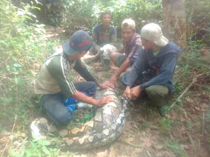 Warga Bungo Heboh Penemuan Ular Phyton 6 Meter di Kebun