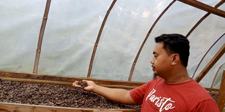 Meski Stabil, Petani Kopi Tanjabbar Rindukan Harga Naik