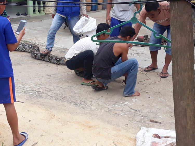 Phyton Raksasa 8 Meter Buat Geger, Muncul di Rumah Warga Sengeti Jambi