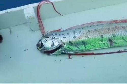 Heboh Kemunculan Ikan Oarfish, Dikaitkan Tsunami dan Gempa Bakal Hadir