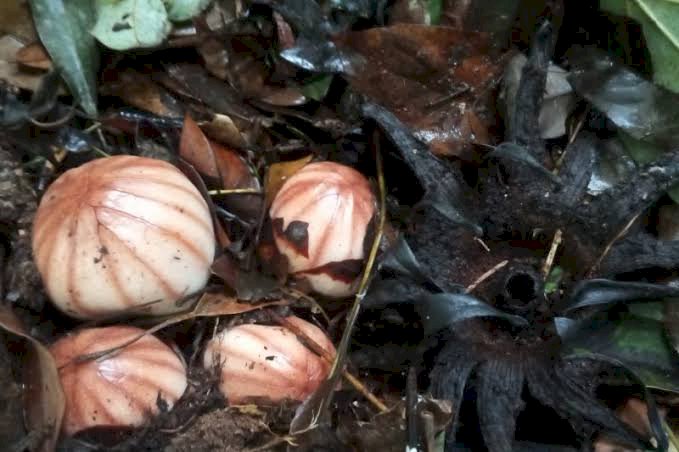 Ini Dia Bunga Langka Rhizanthes Ditemukan di Danau Maninjau