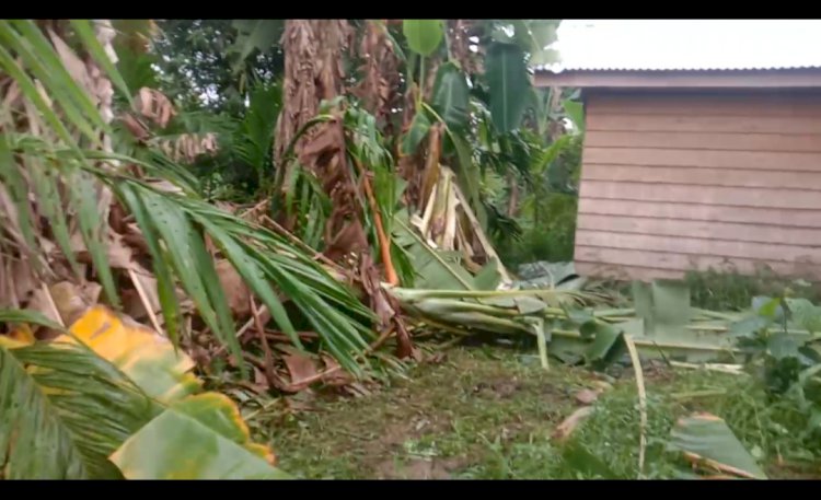 Warga Batangasam Tanjab Barat Mulai Resah, Gajah Liar Mulai Masuk ke Permukiman