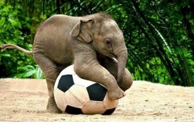 Gajah Liar di Tanjung Bojo, BKSDA: Diduga dari Bukit 30 Tebo