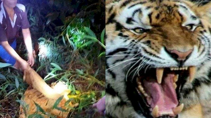 Gubernur Sumsel Minta Petugas Tangkap Harimau yang Resahkan Warga