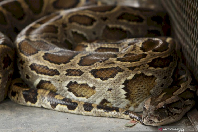 Warga Jambi Diminta Waspadai Satwa Liar Saat Musim Hujan