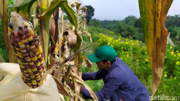 Heboh Ada Jagung 'Pelangi' di Cianjur, Begini Bentuknya