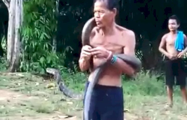 Nahas! Usai Beraksi Pawang Ular Tewas Digigit King Kobra Sepanjang 5 Meter Berkali-kali