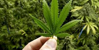 MANTAP! Politikus PKS Ini Usulkan Pemerintah Indonesia Ekspor Ganja