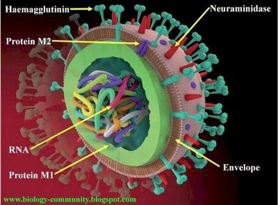 Baru Saja Virus Corona, Kini Muncul H5N1 di China