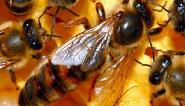 Ini Dia Hewan yang Selamat dari Kepunahan Dinosaurus