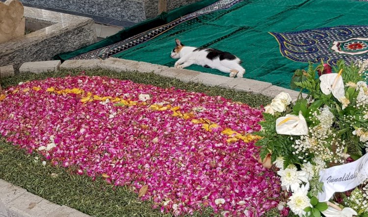 Viral! Kucing Piaraan Gus Sholah Bersedih tak Mau Pulang dan Tidur di Makam