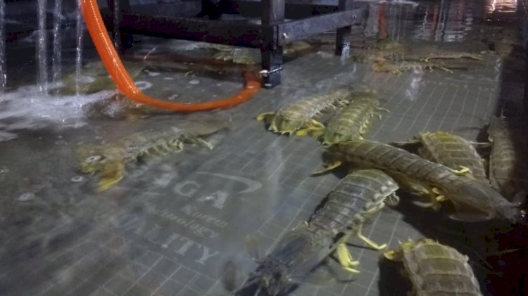 Gara-gara Virus Corona, Nelayan dan Pengepul Udang Ketak Tanjabbar Galau