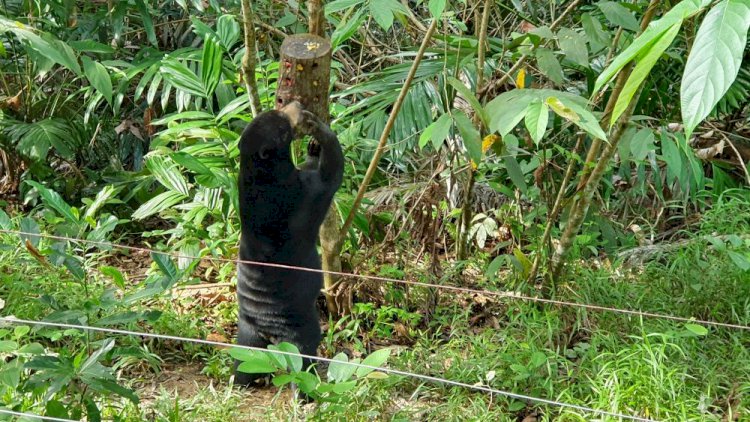 Begini Kronologis IRT Dicakar Beruang di Tanjab Barat