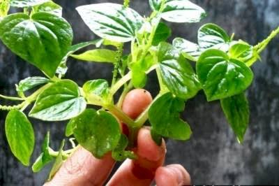 Tumbuhan Liar Ini Muncul di Perkarangan Rumah, Ternyata Ini Manfaat Sirih Cina