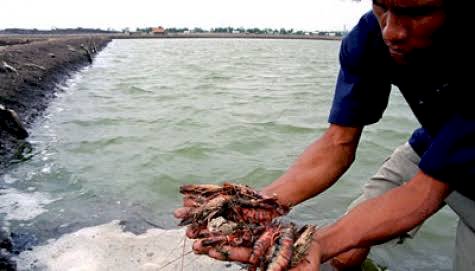 Gara-gara Virus Corona Ekspor Udang Nenek Dihentikan, Toke Kuala Jambi Sangat Kecewa