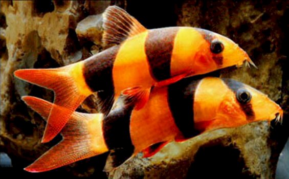 Dulu Legok Kampungnya Narkoba, Sekarang Produsen Batik Motif Ikan Bajubang