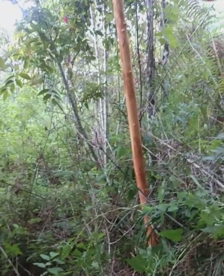 Pencurian Kulit Manis di Kerinci Semakin Marak, Warga Ancam Bunuh Pelaku di Tempat