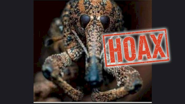 Viral! Virus Corona Diperbesar Ribuan Kali Mirip Tupai, Namun Begini Faktanya