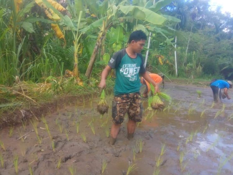 Karet Tak Bisa Jadi Andalan, Warga Batangasai Pilih Tanam Padi
