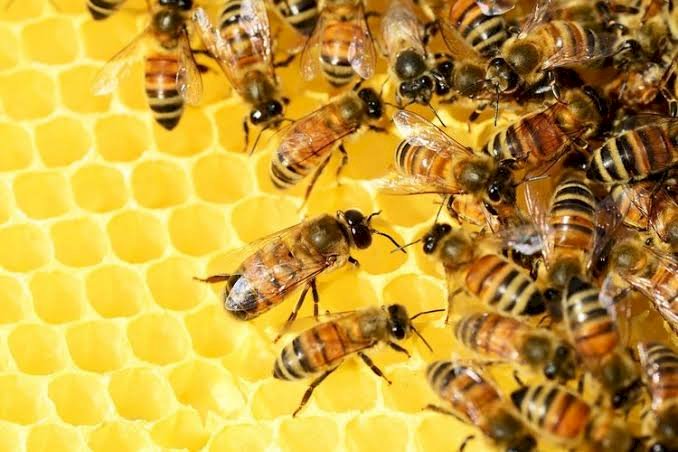 Viral Larangan Minum Propolis di Medsos, Begini Peneliti Obat COVID-19 Menjelaskan